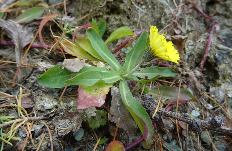 Pilosella officinarum - Asteraceae